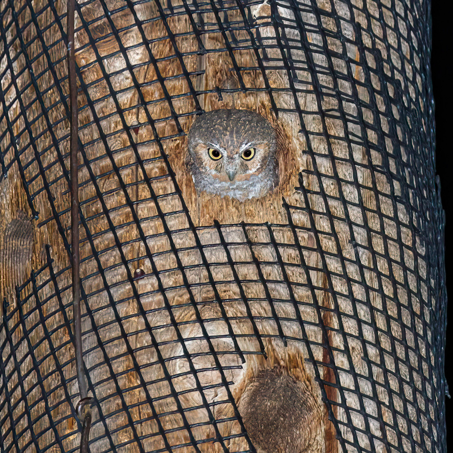 Elf Owl - Battiste's Bed, Breakfast and Birds