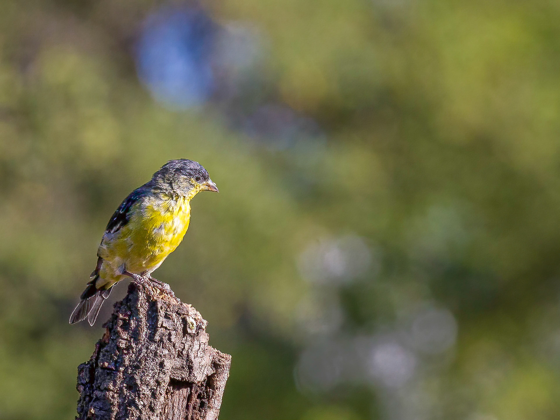 Lesser Goldfinch - Battiste's Bed, Breakfast and Birds
