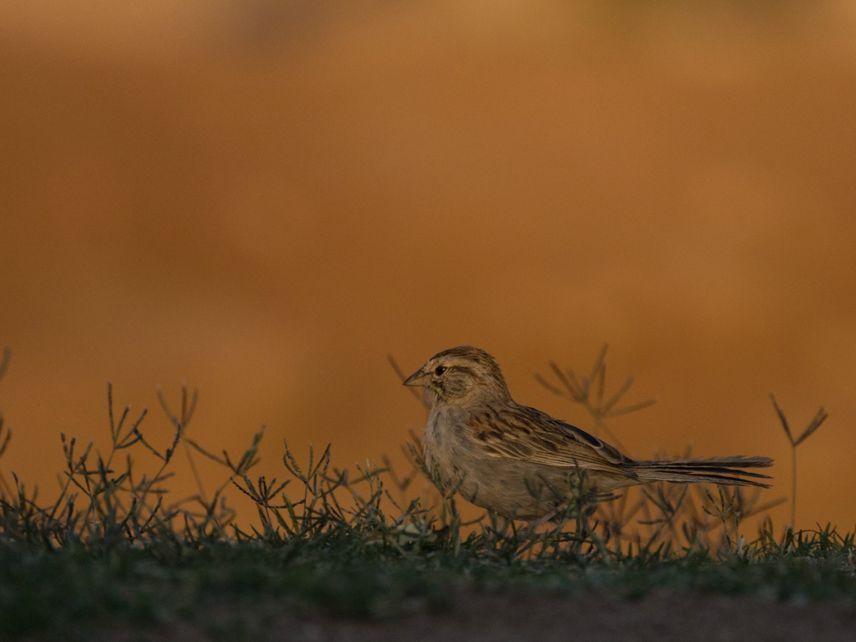 Lark Sparrow - The Pond at Elephant Head
