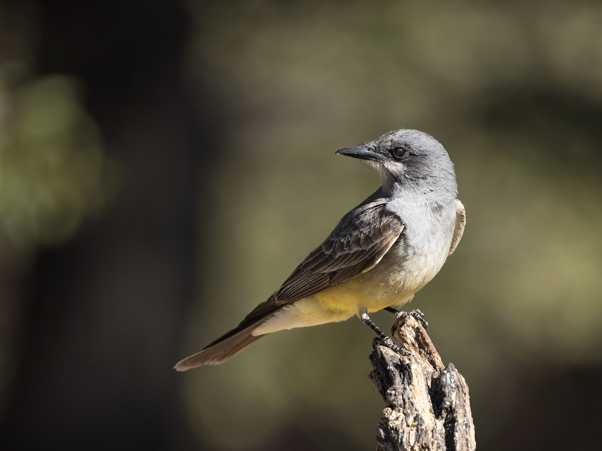 Cassin's Kingbird - Battiste's Bed, Breakfast and Birds