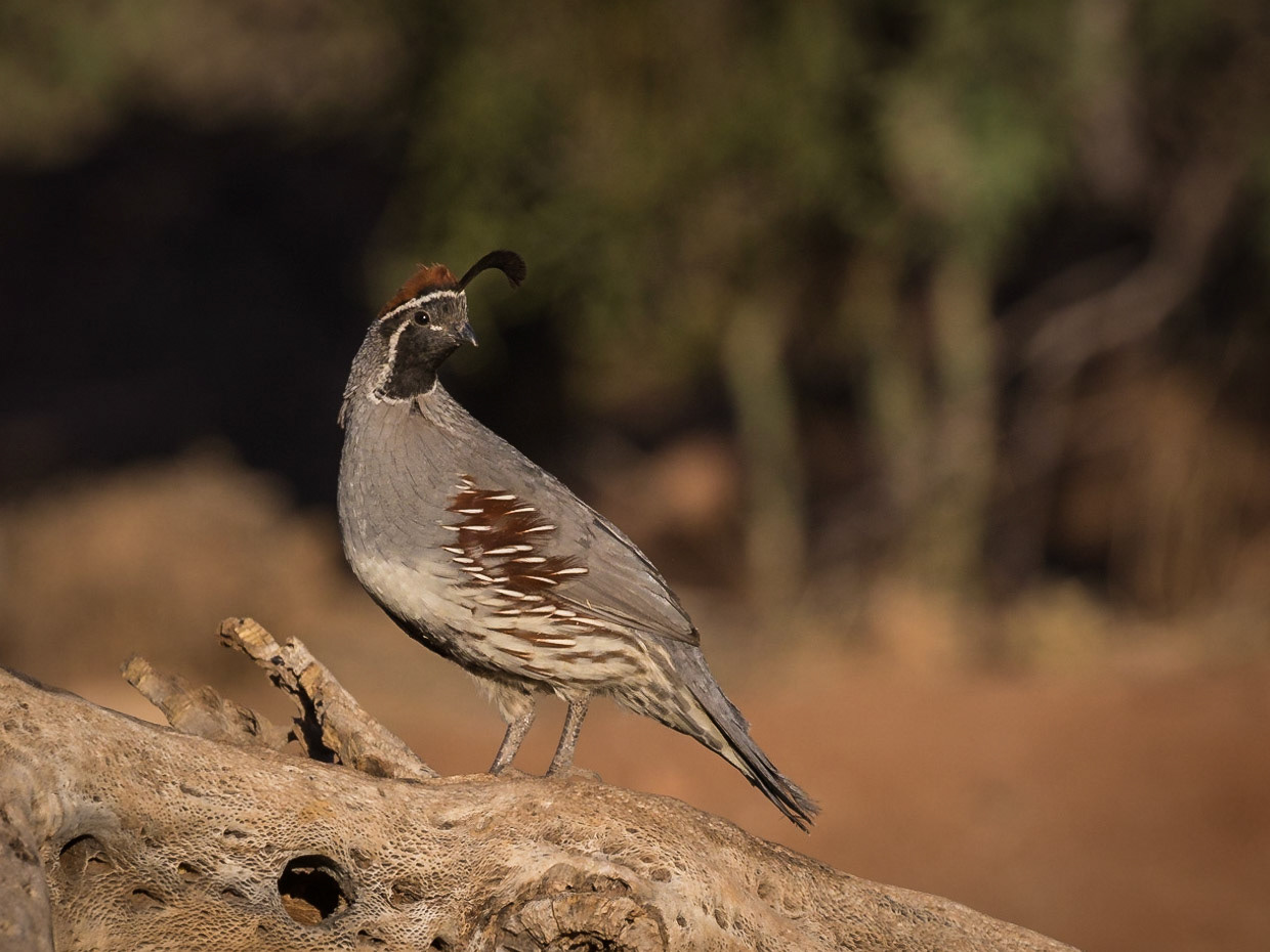 Gambel's Quail - The Pond at Elephant Head