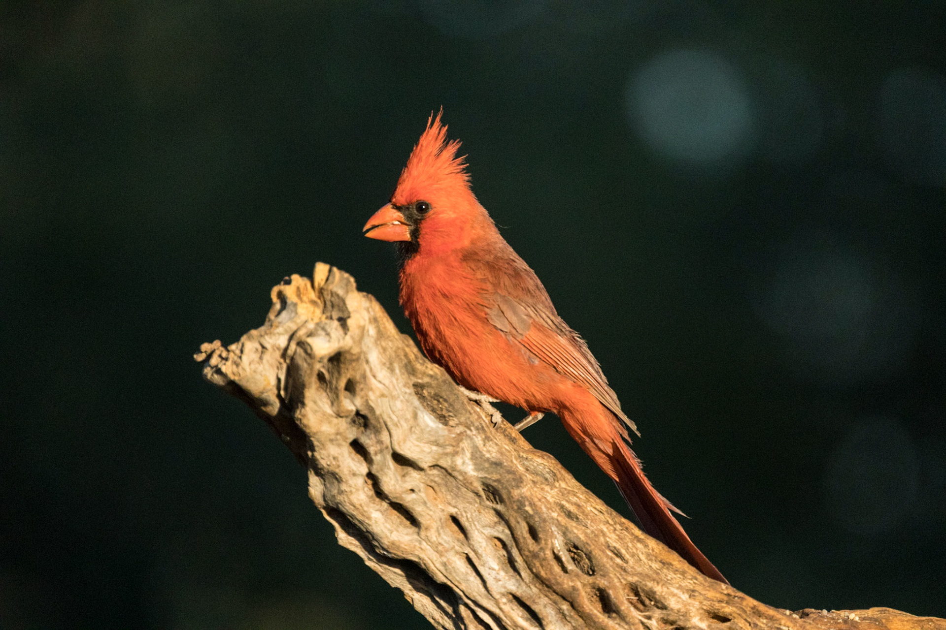 Northern Cardinal - The Pond at Elephant Head
