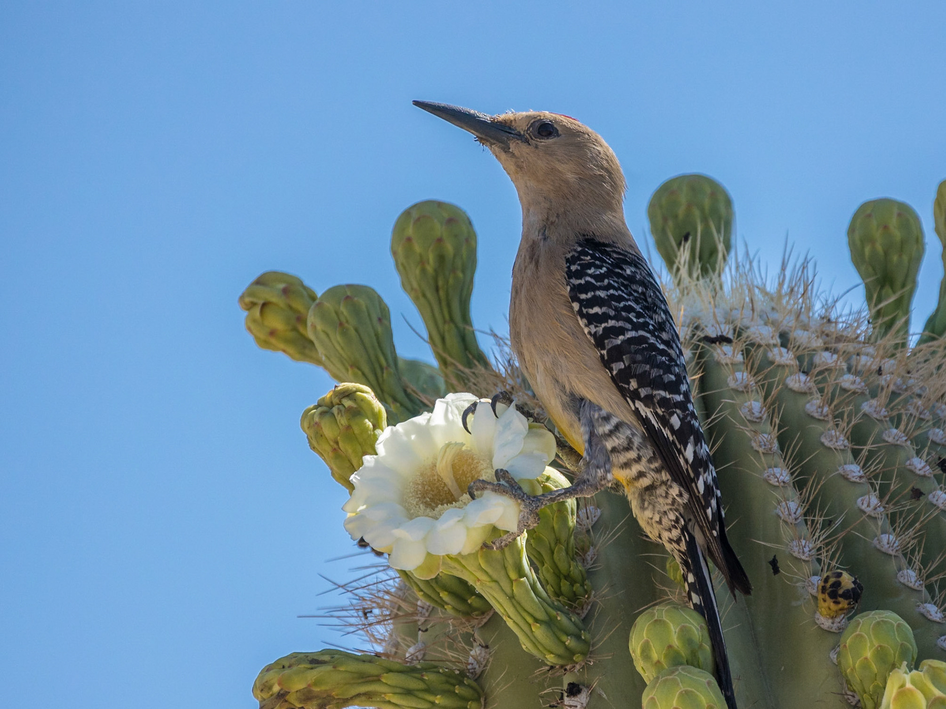 Gila Woodpecker - Gilbert Riparian Preserve