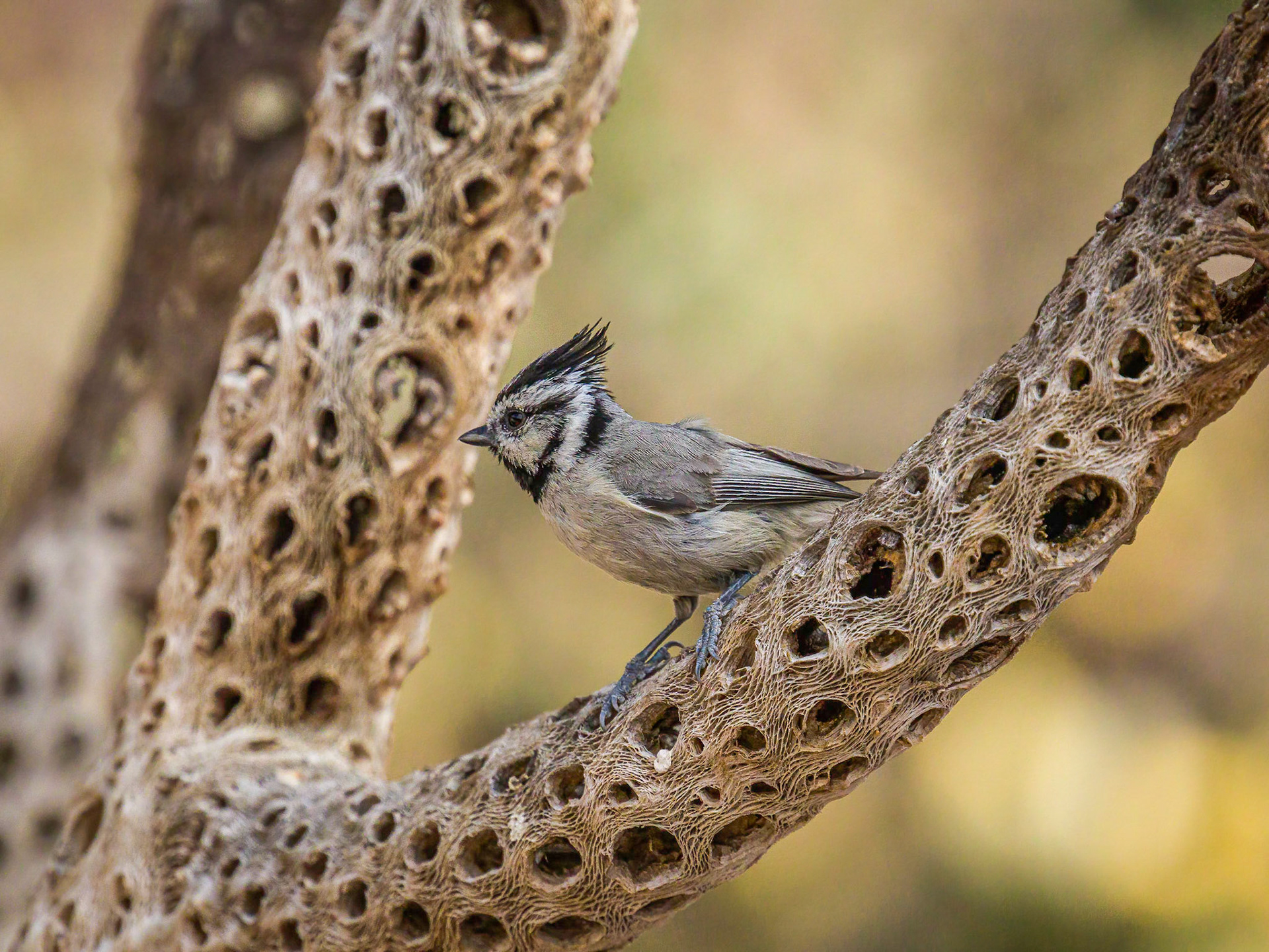 Bridled Titmouse - Battiste's Bed, Breakfast and Birds