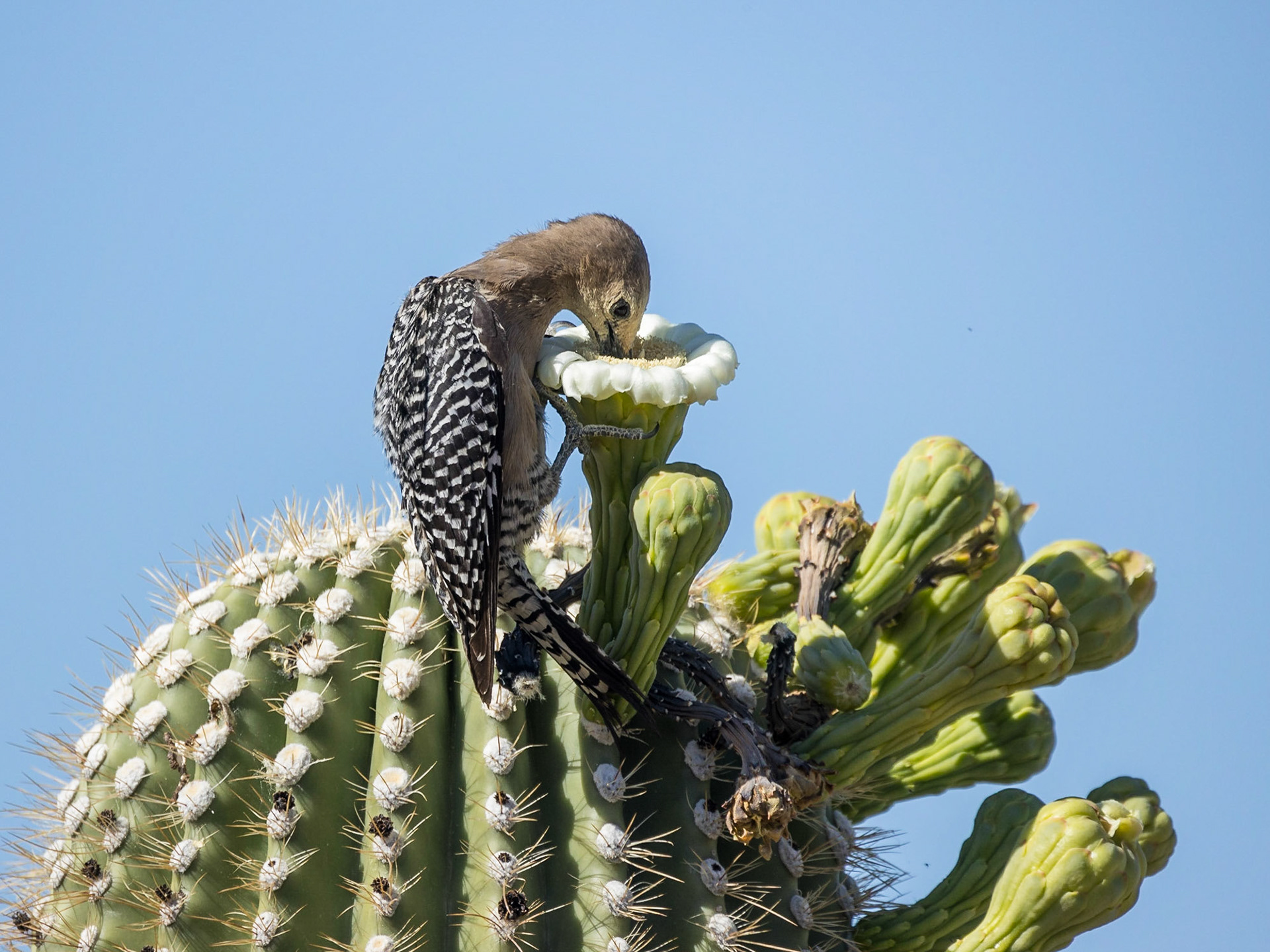 Gila Woodpecker - Sonoran Desert Musuem