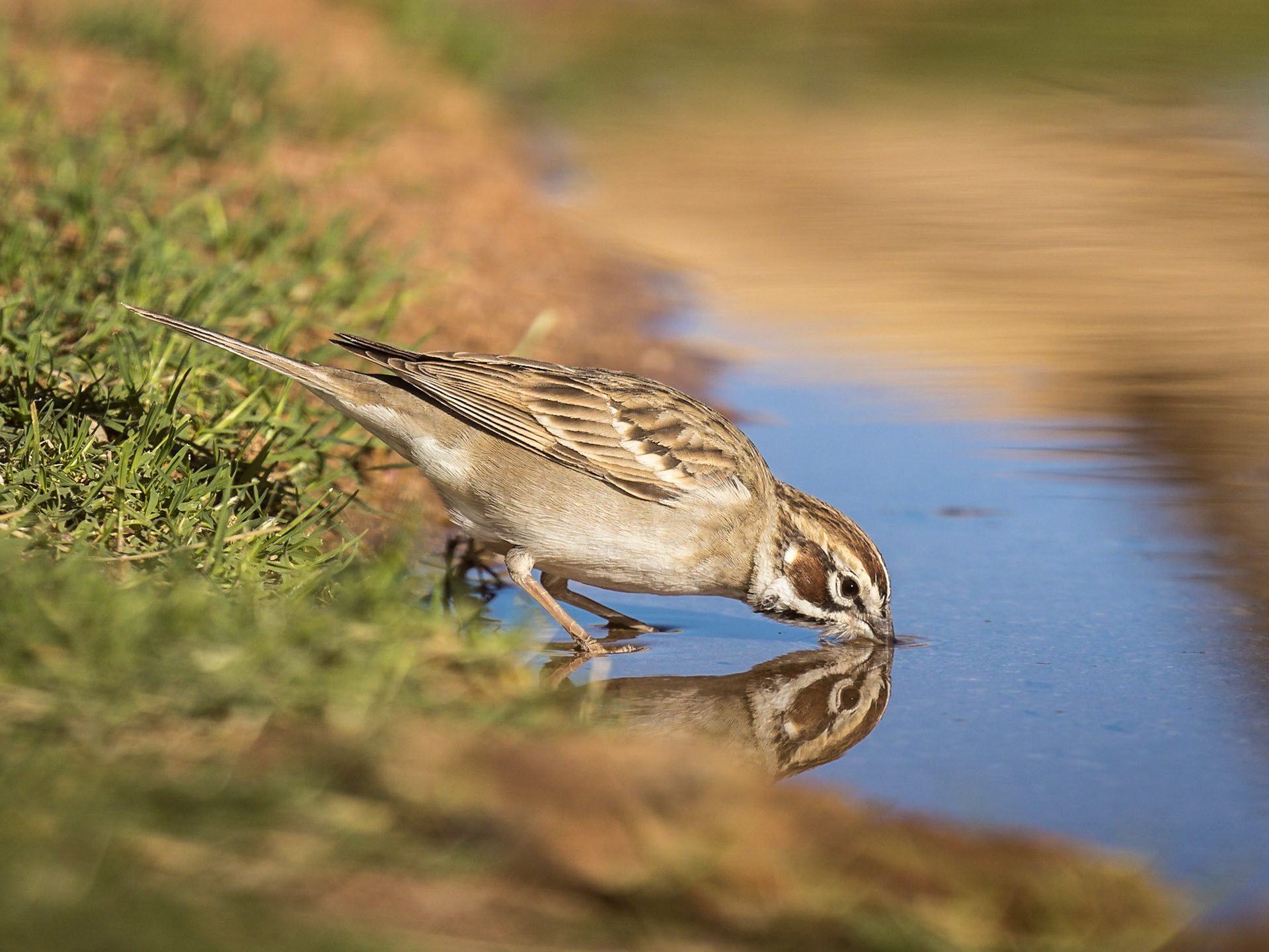 Lark Sparrow - The Pond at Elephant Head
