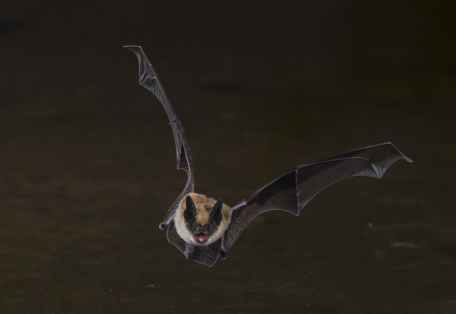 Long Ear Myotis Bat - The Pond at Elephant Head