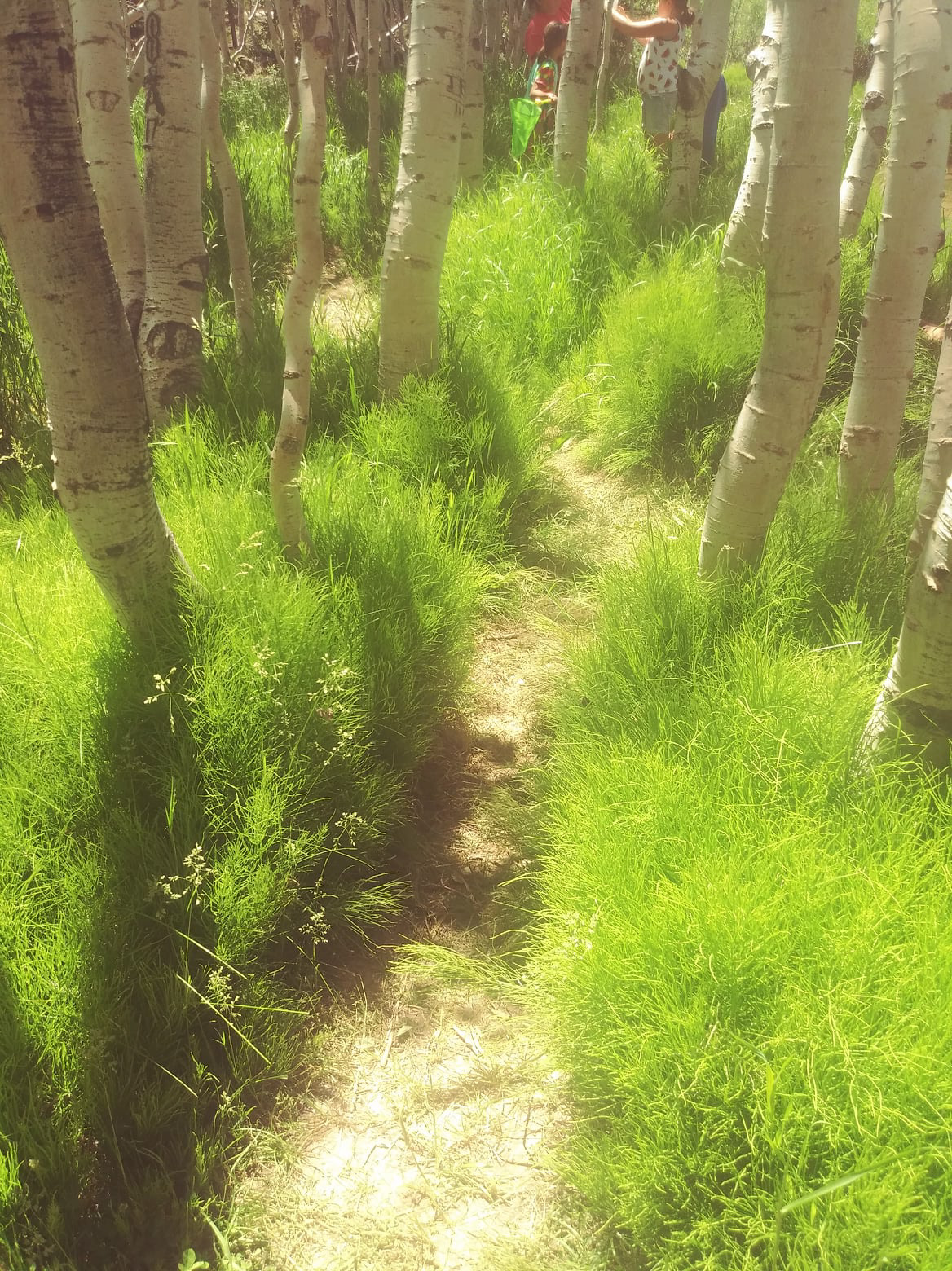 Duck Creek Utah