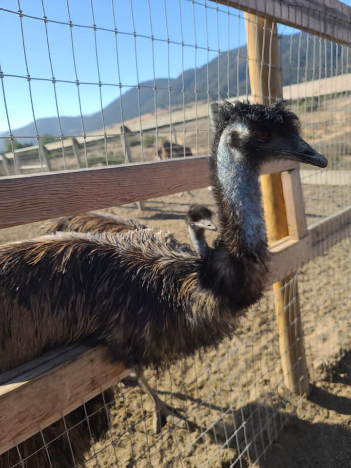 Ostrich Farm Solvang California