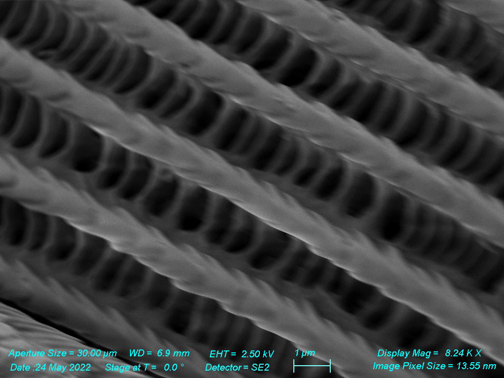SEM - Morpho Butterfly Wing Nanostructures