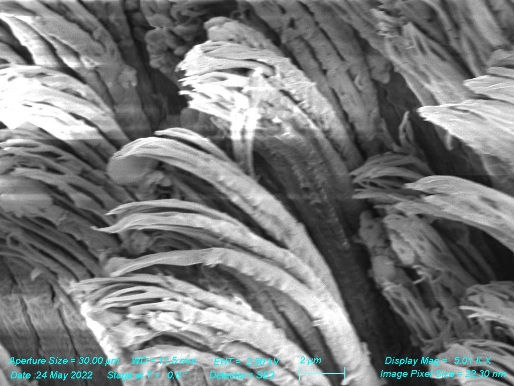 SEM - Gecko Foot Spatulae