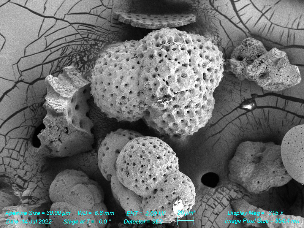 SEM - Sea Sediment