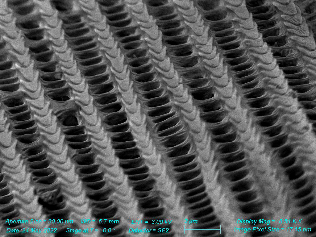 SEM - Morpho Butterfly Wing Nanostructures