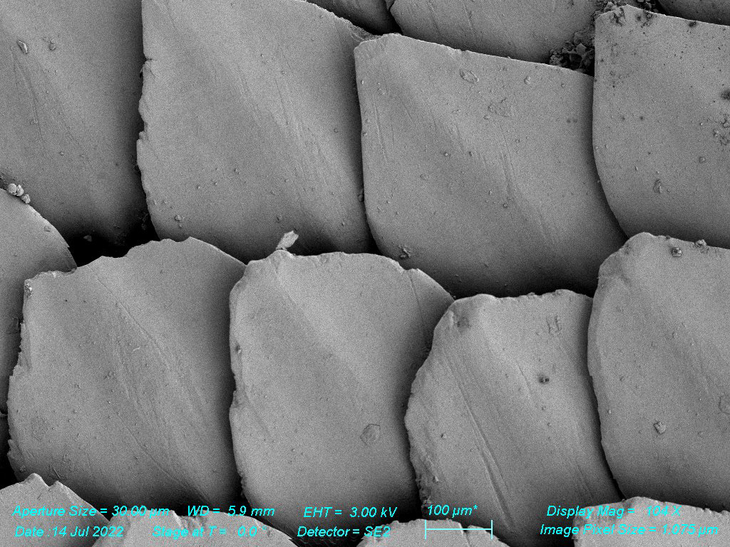 SEM - Smooth Shark Denticles