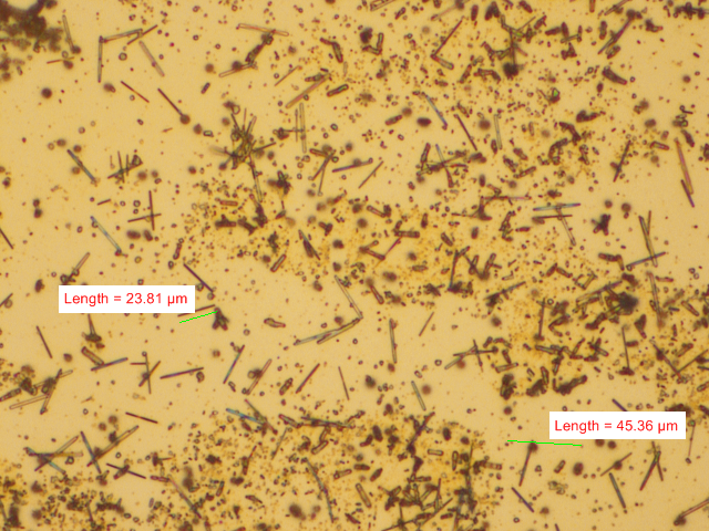 ZnO Nanowires Brightfield