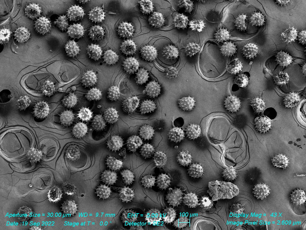 SEM - Pollen Grain