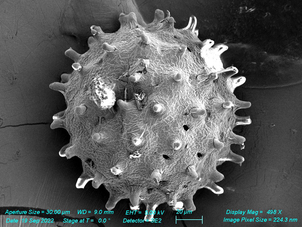 SEM - Pollen Grain