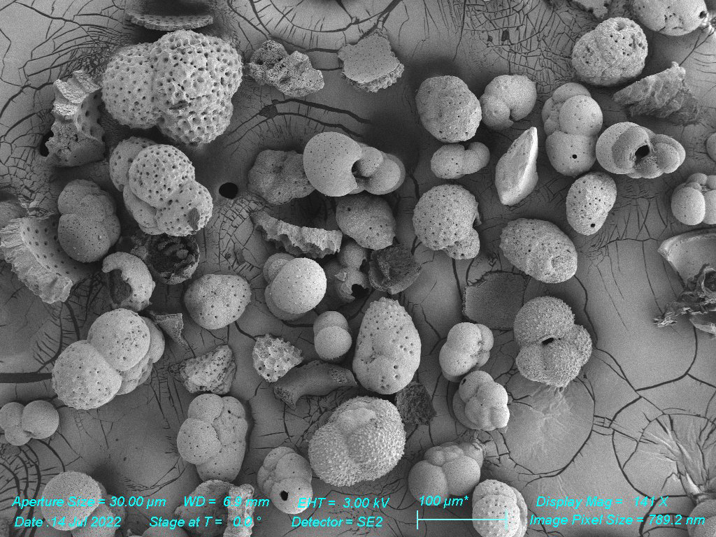 SEM - Sea Sediment
