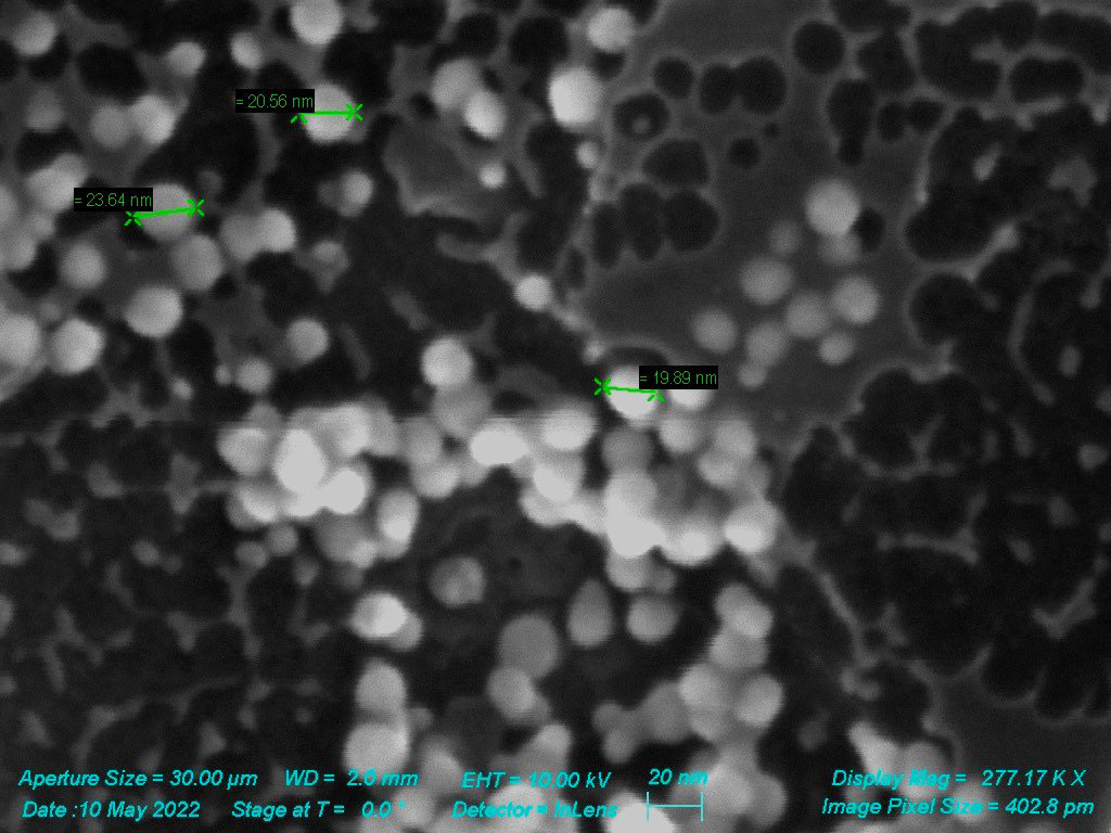 SEM - Au Nanoparticles