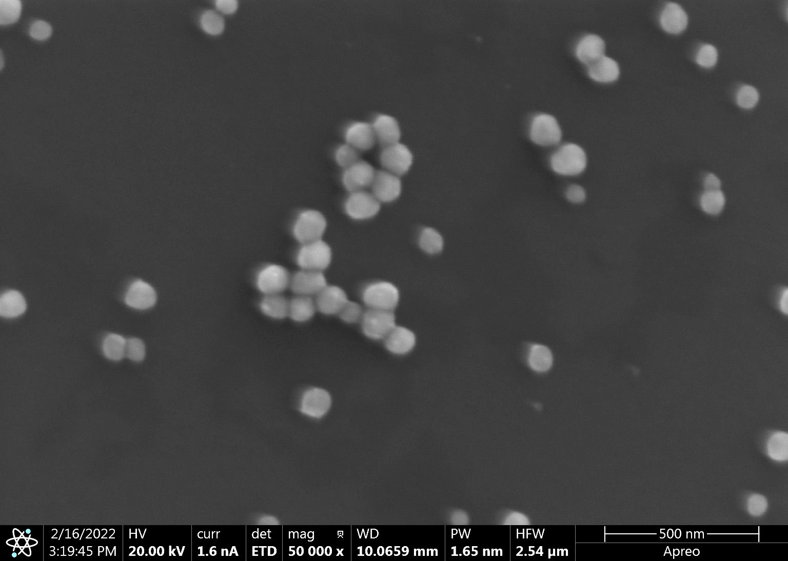 SEM - Au Nanoparticles