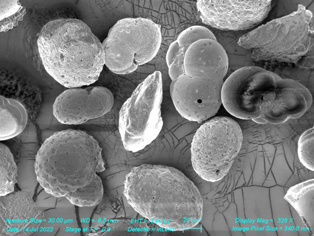 SEM - Sea Sediment