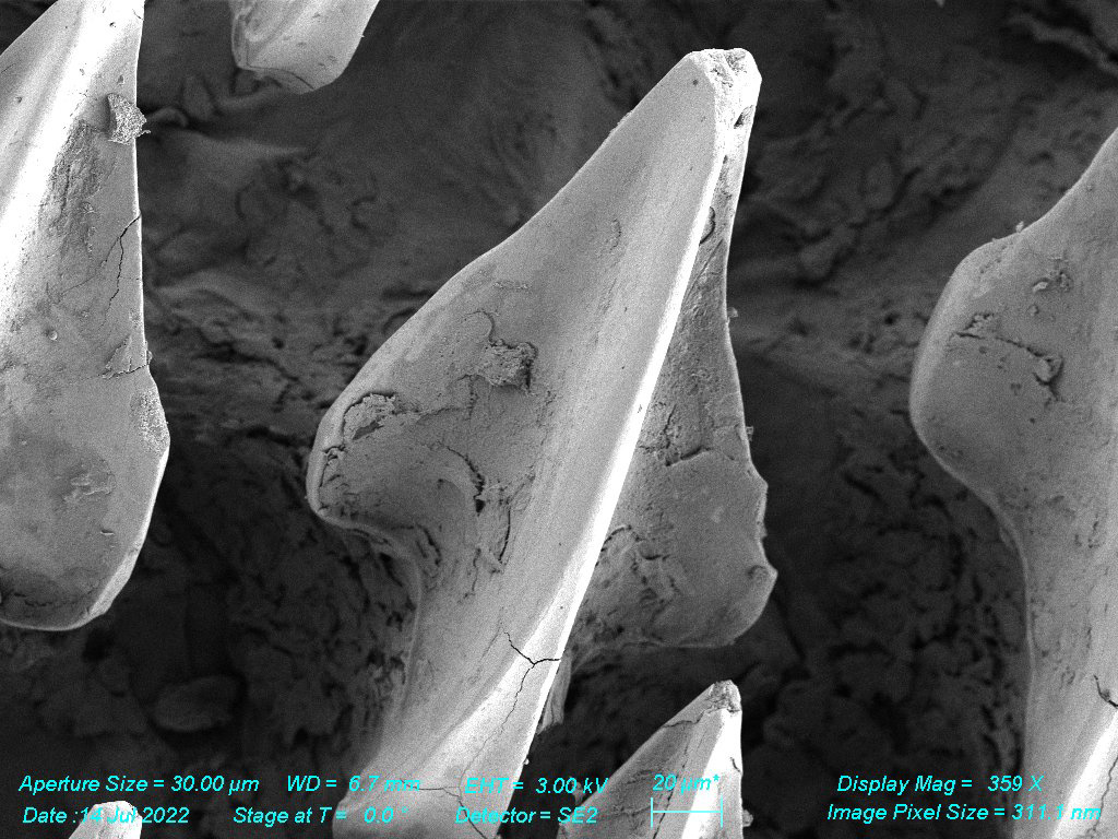 SEM - Shark Denticles