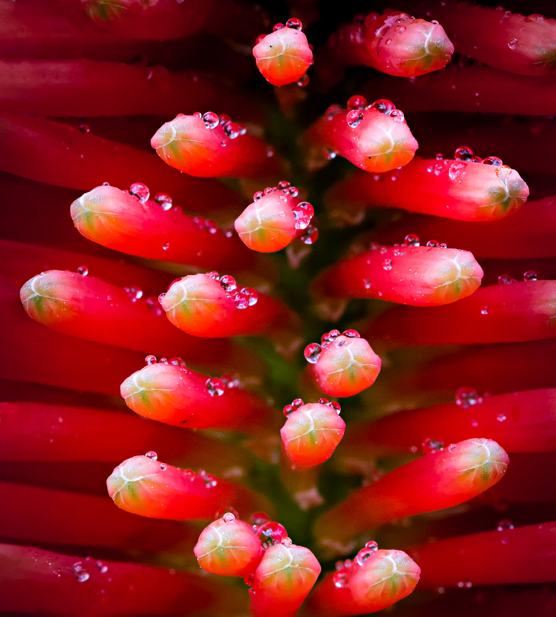 Watery Red Hot Pokers