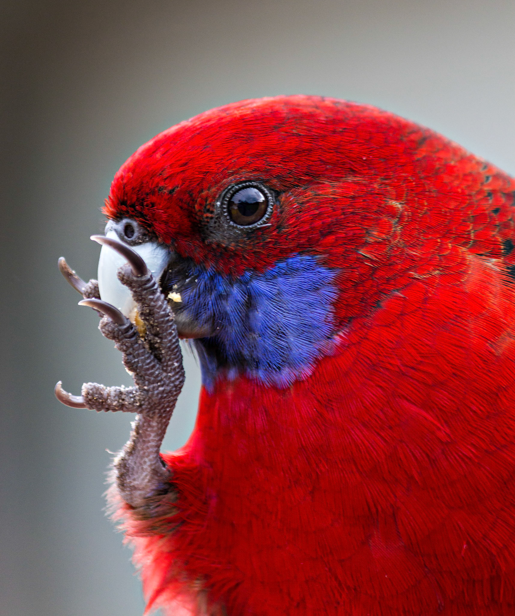Crimson Rosella