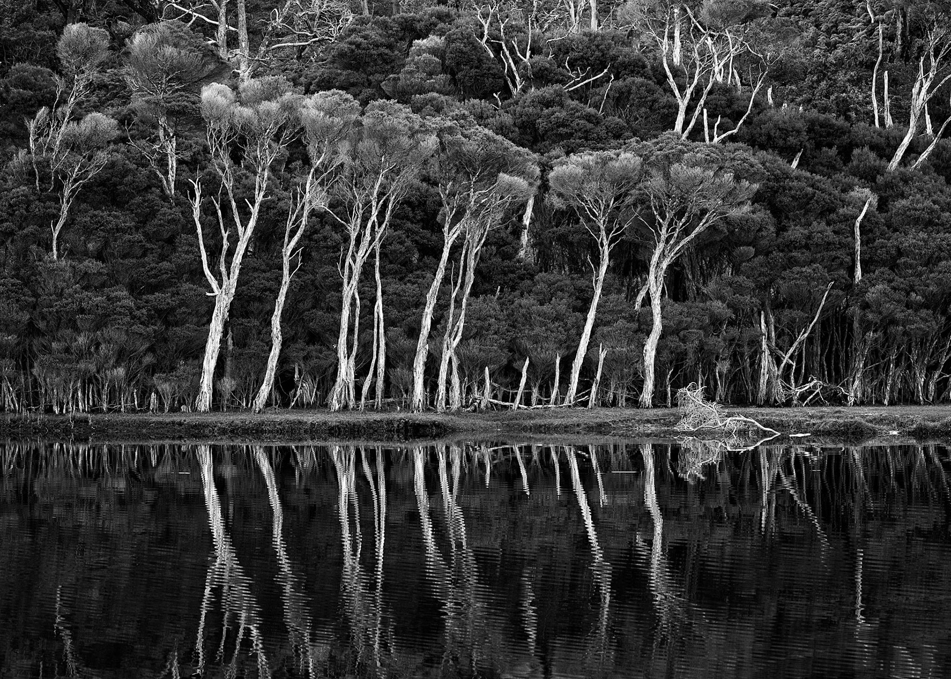 Silver Bank of Trees