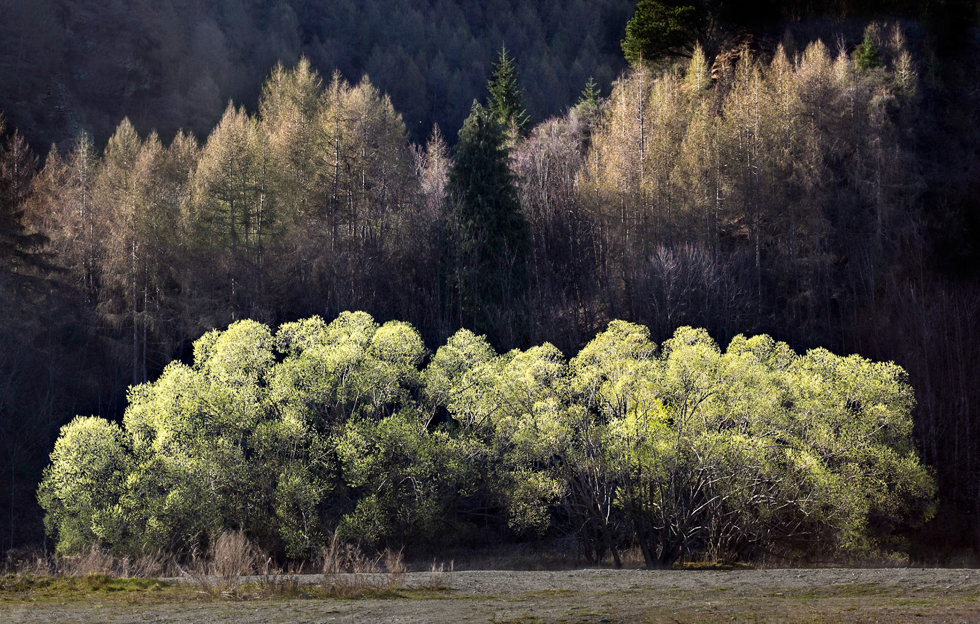 Spring Trees