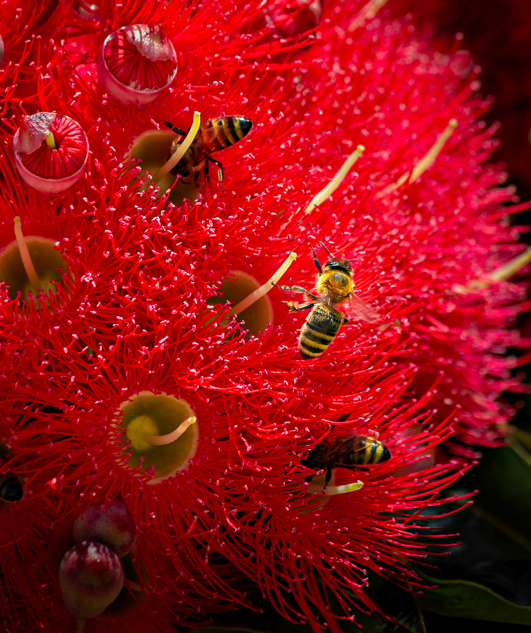 Bees on Corymbia ficifolia