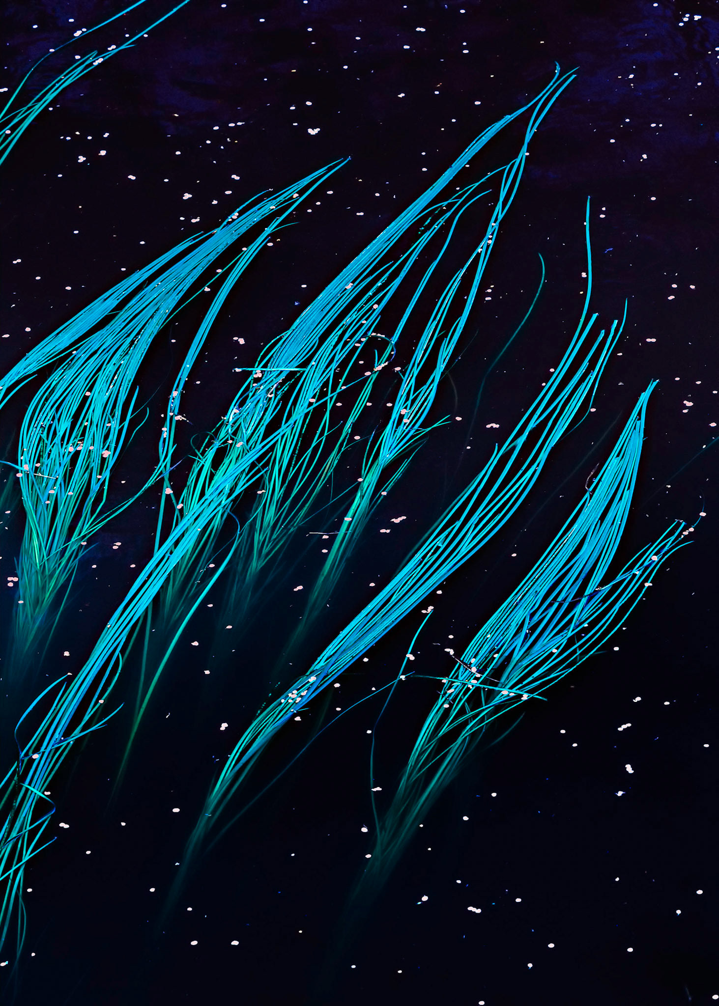 Flowing Reeds and Petals