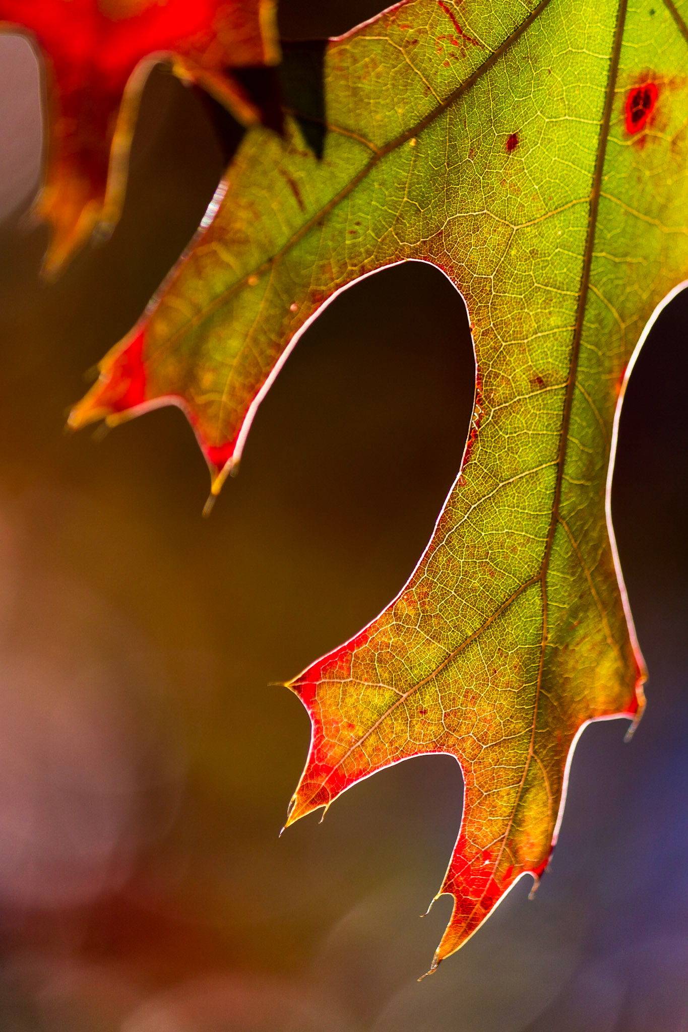 Changing Colour of Autumn