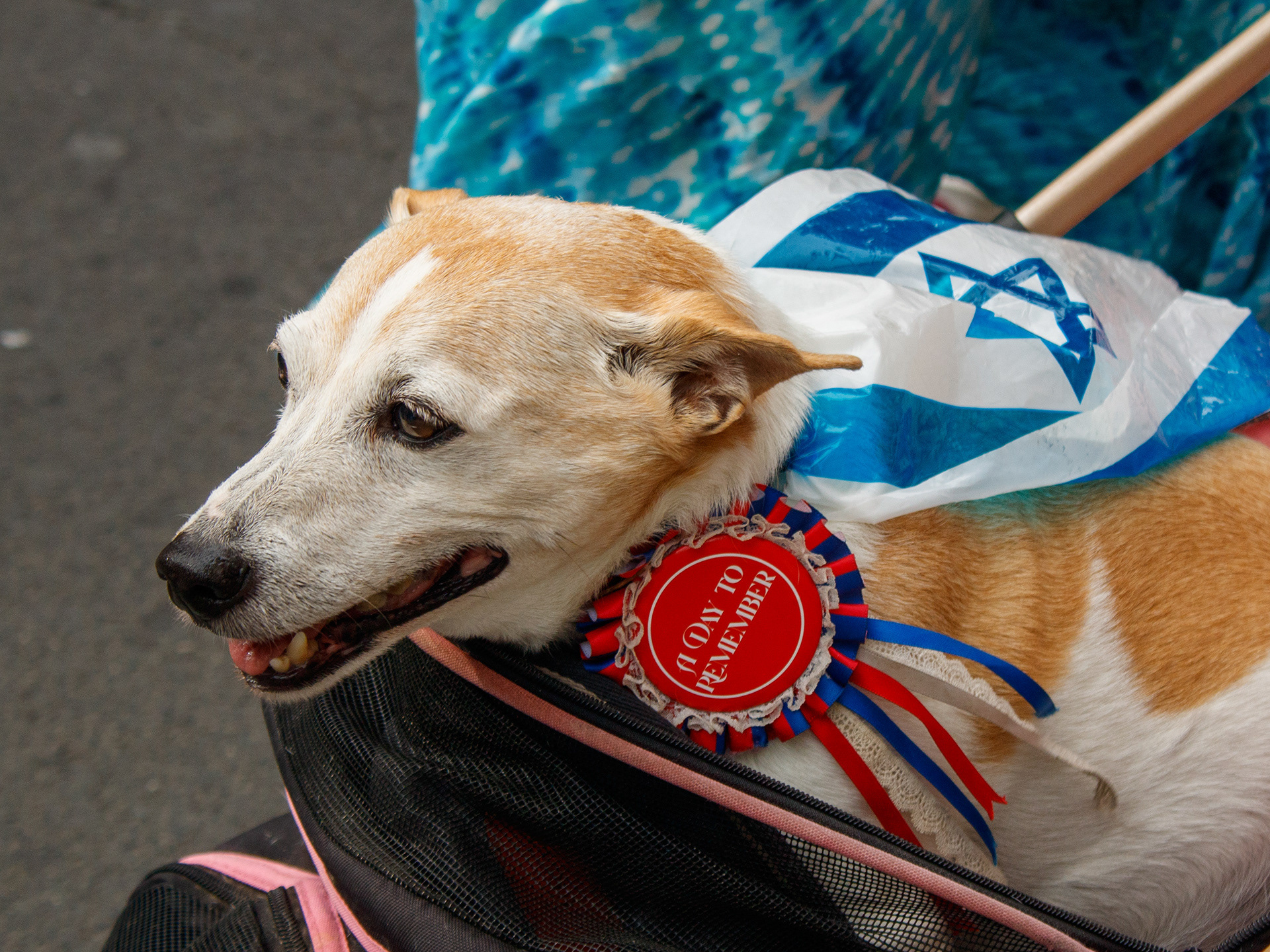 September 7th, 2025 - A dog draped in the Israeli flag at the National March Against Anti Semitism
