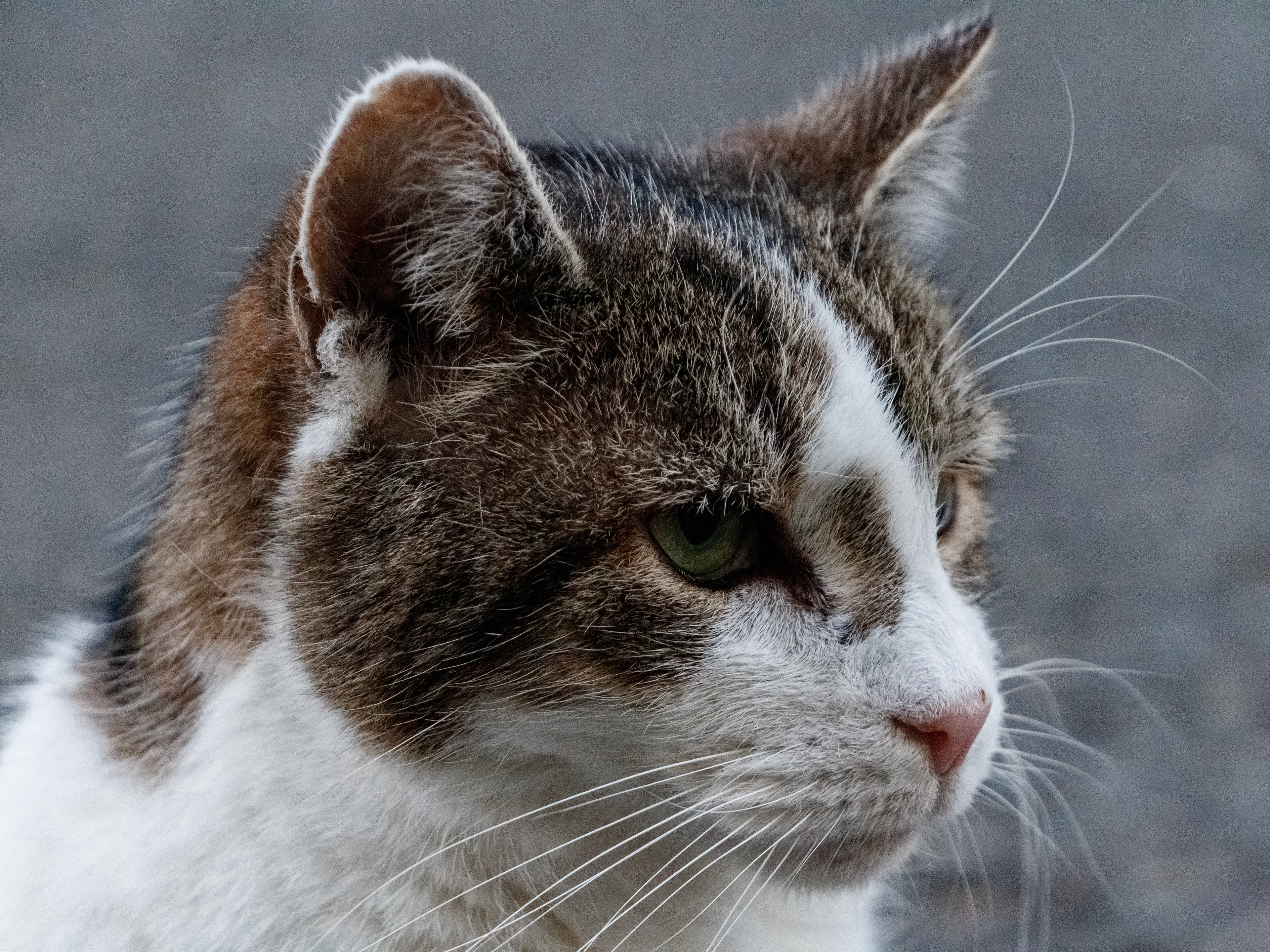 March 3rd, 2026 - Chief Mouser to the Cabinet Office Larry at Downing Street