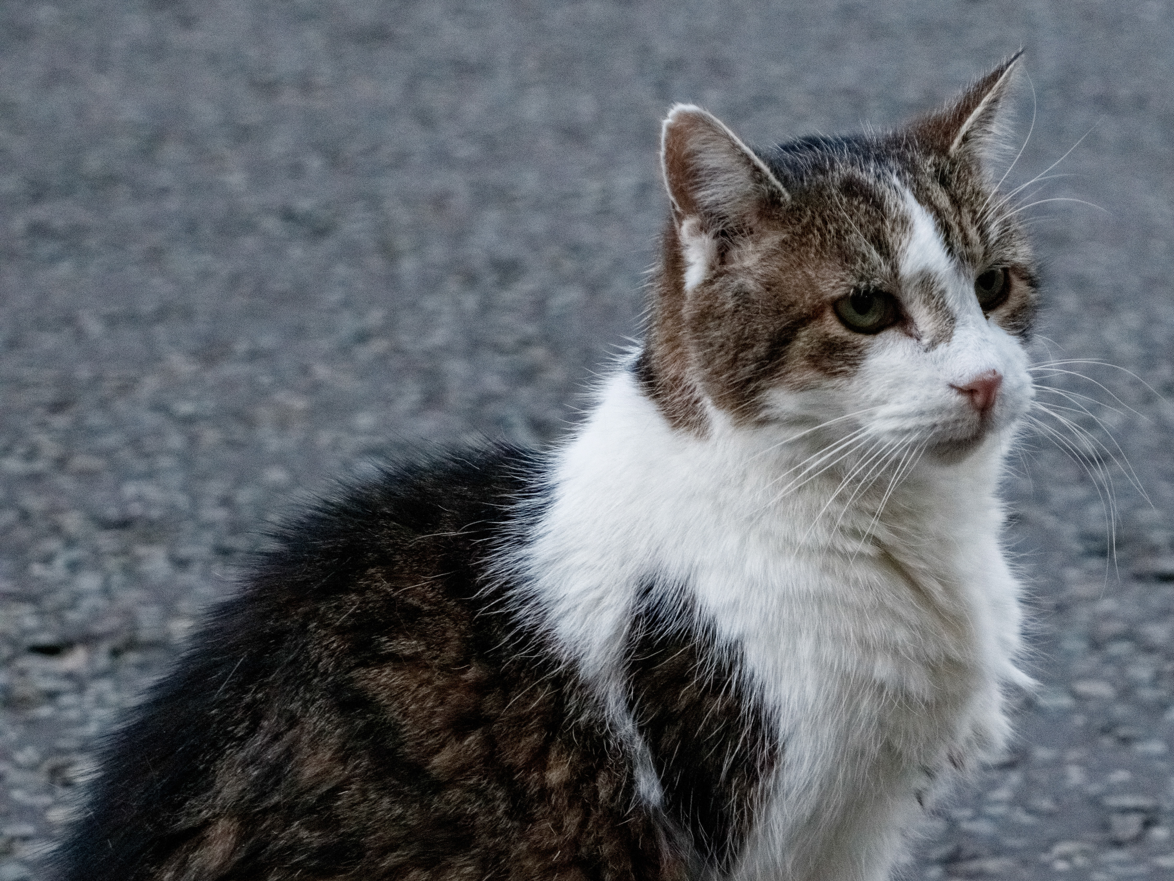 March 3rd, 2026 - Chief Mouser to the Cabinet Office Larry at Downing Street