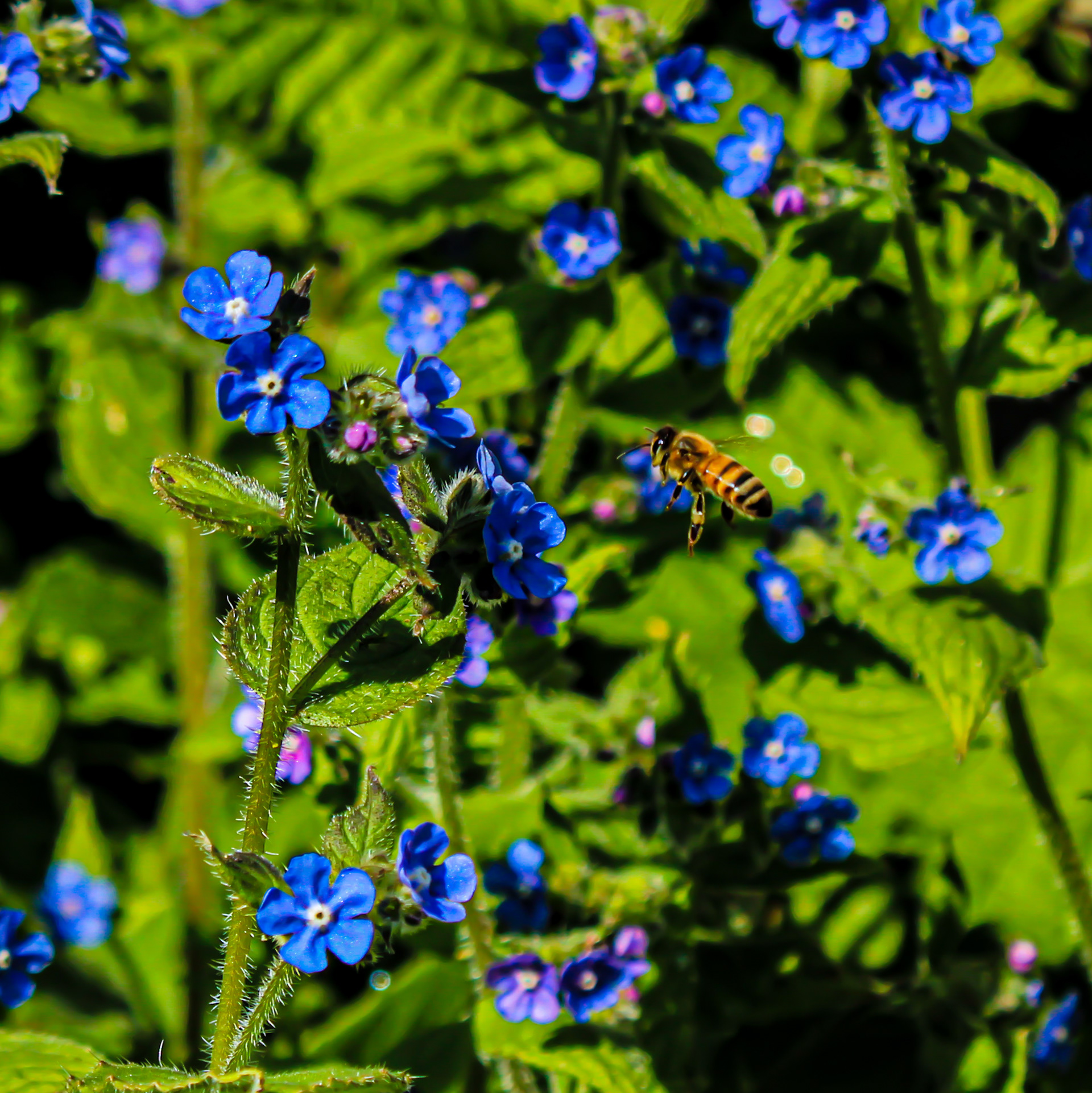 May 8th, 2024 - A bee landing on a flower