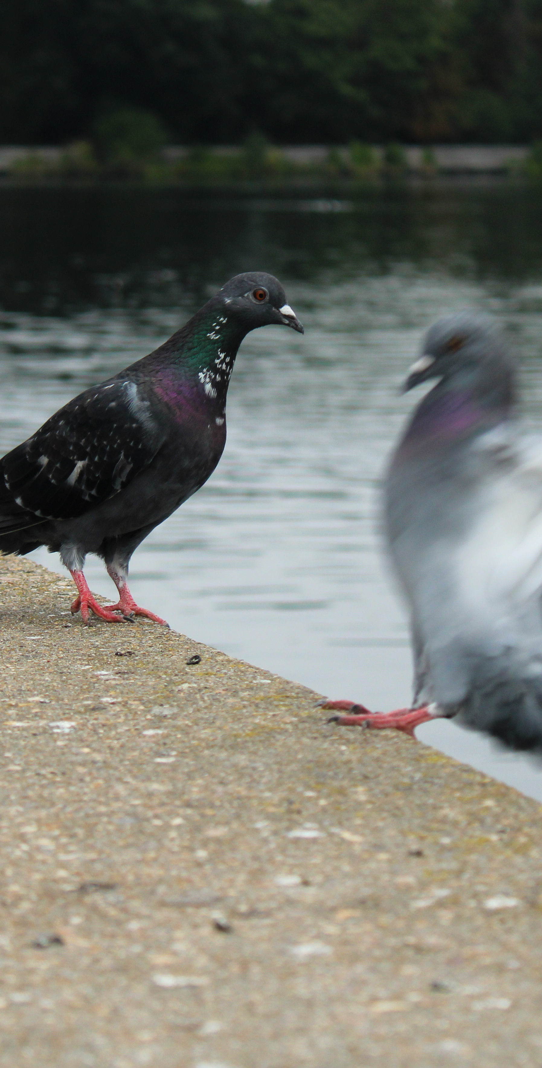 September 6th, 2024 - Pigeons in Walthamstow