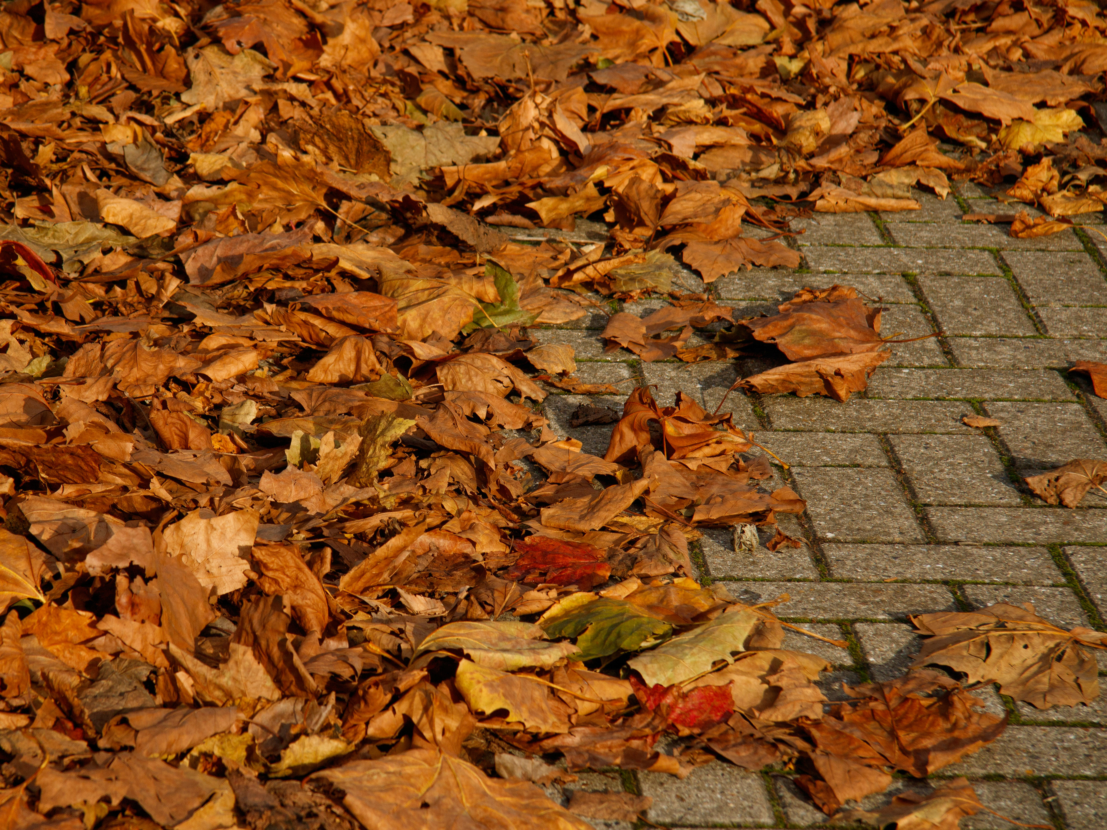 November 5th, 2025 - Autumn leaves