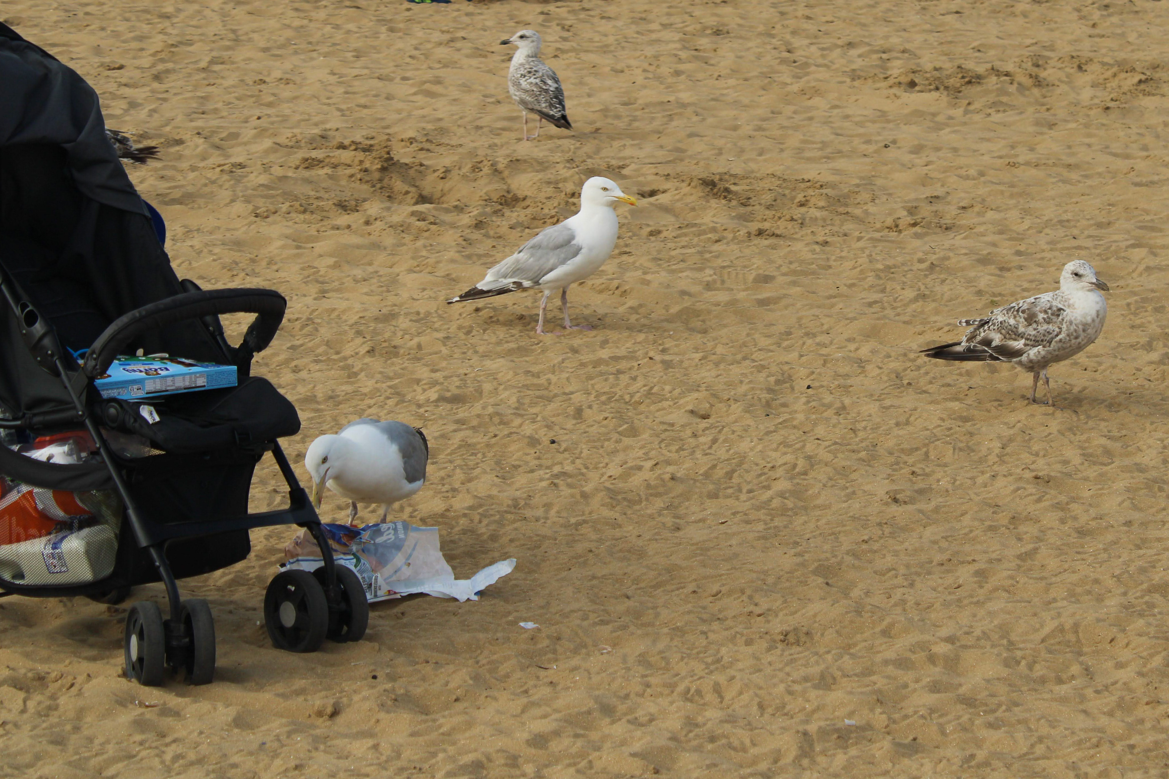 July 14th, 2025 - Seagulls on a beach in Kent 