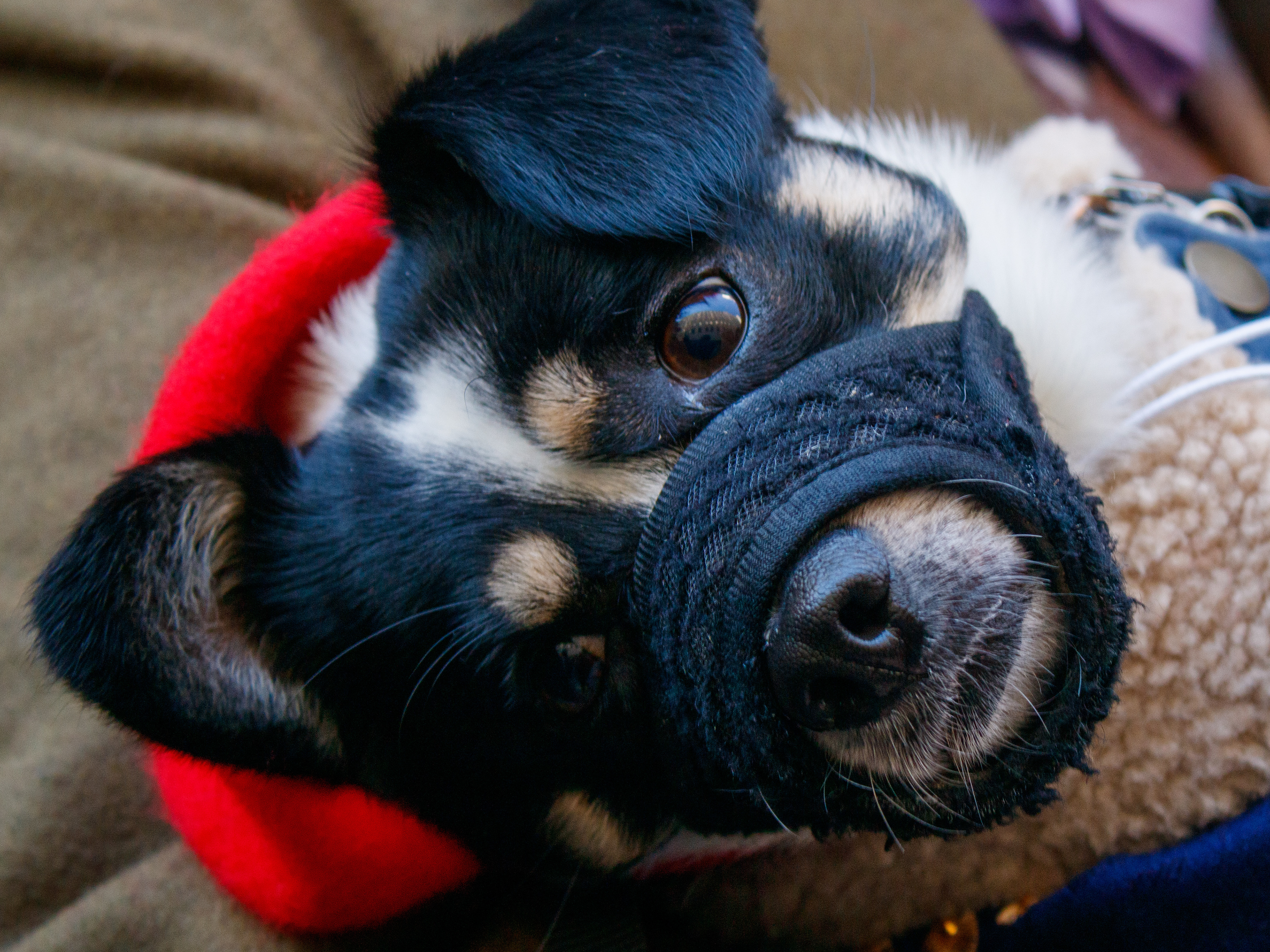 November 23rd, 2025 - Chap Grand Flaneur Walk 2025