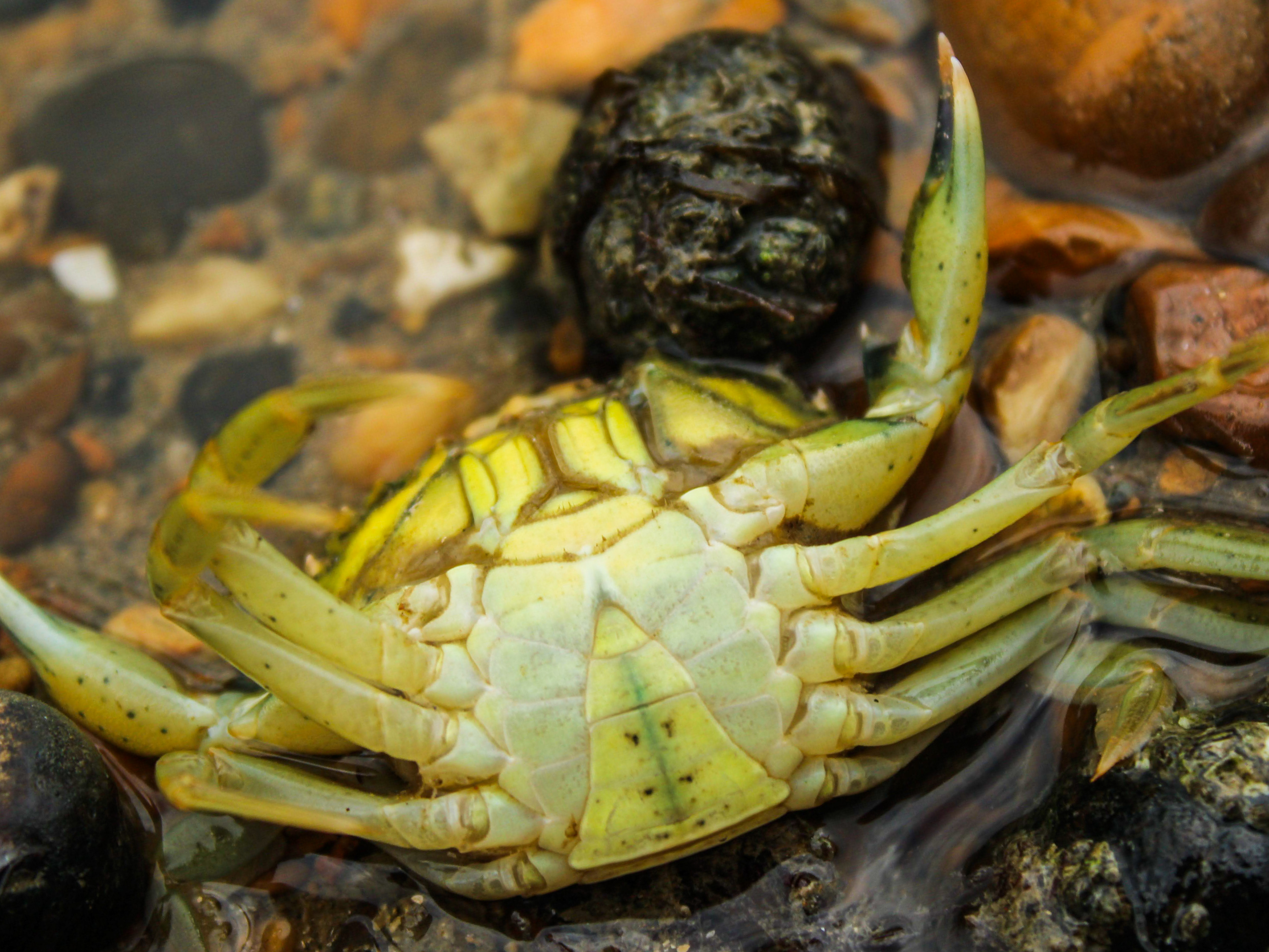 July 21st, 2025 - A crab upside down in low tide