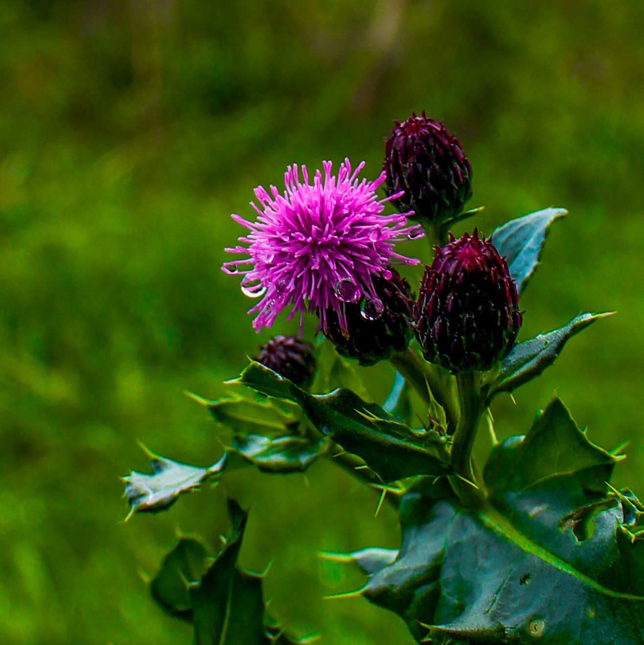 October 2nd, 2024 - Water droplets on a flower 