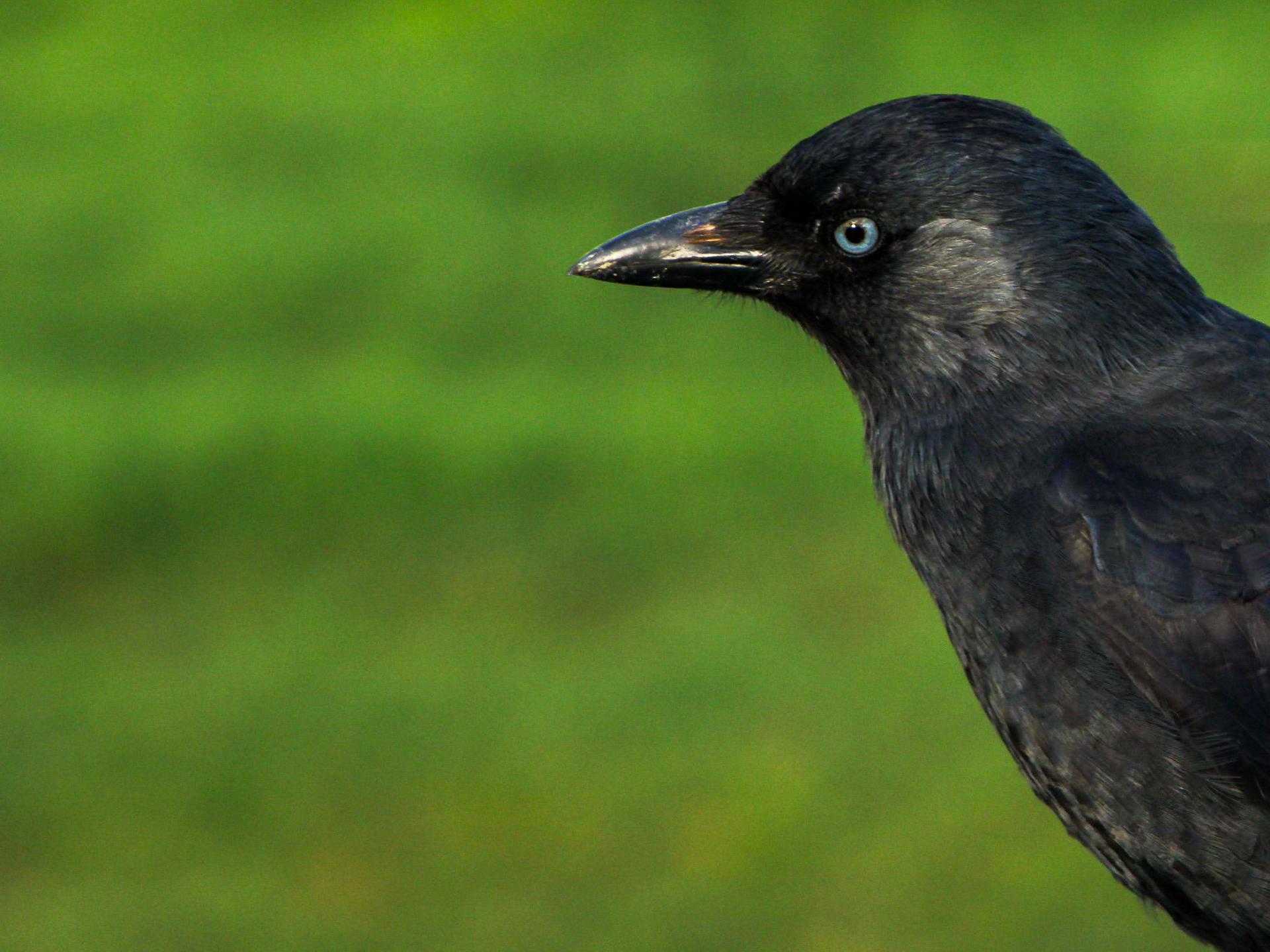 January 29th, 2026 - A crow looking directly at me