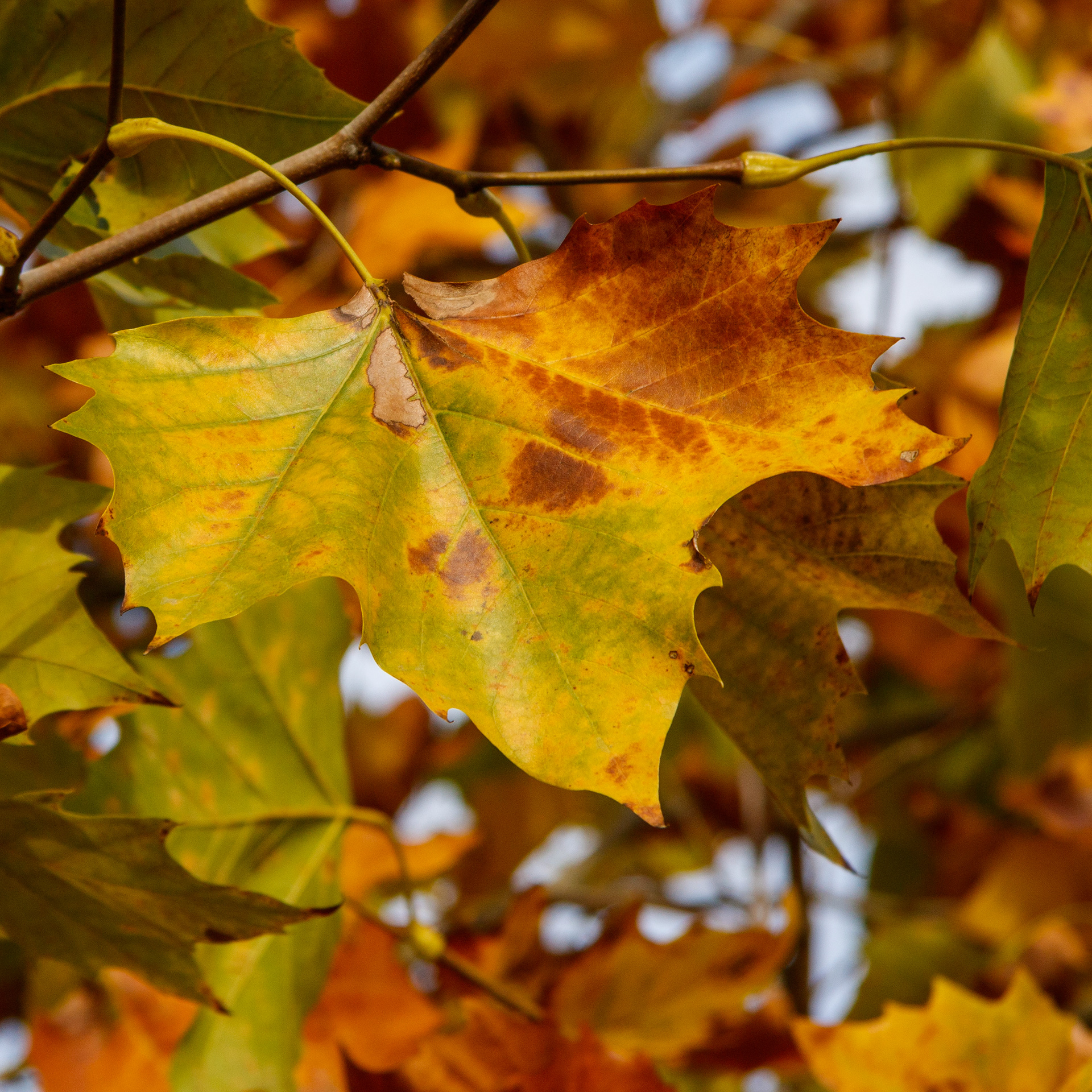 November 5th, 2025 - Autumn leaves