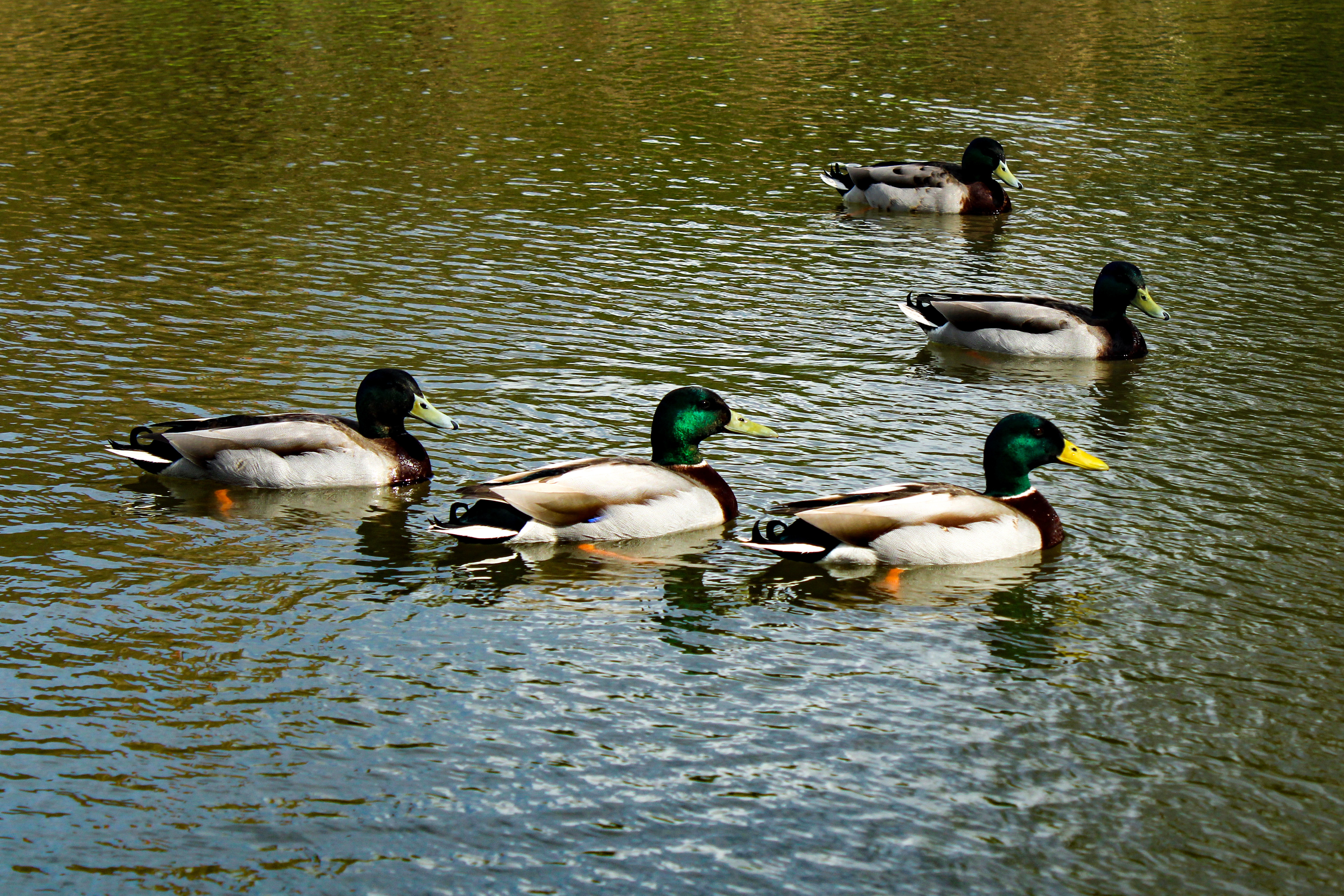 April 7th, 2024 - Ducks in a lake