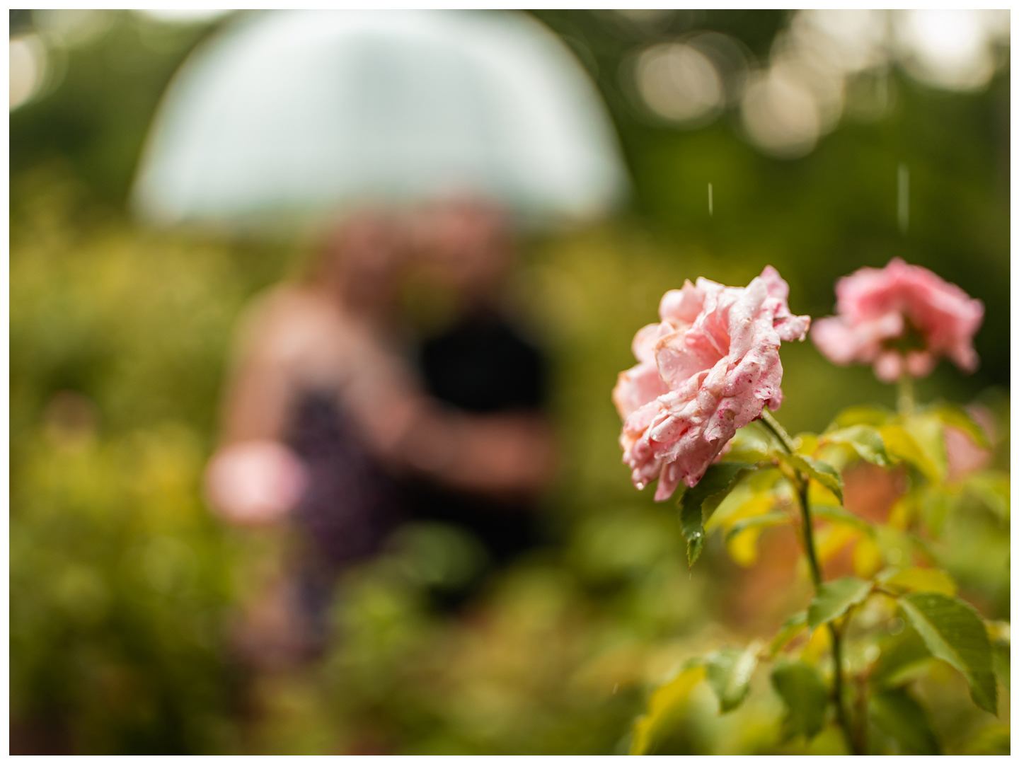 Pink garden flowers in focus with a couple embracing beneath an umbrella in the background at Washington Oaks.