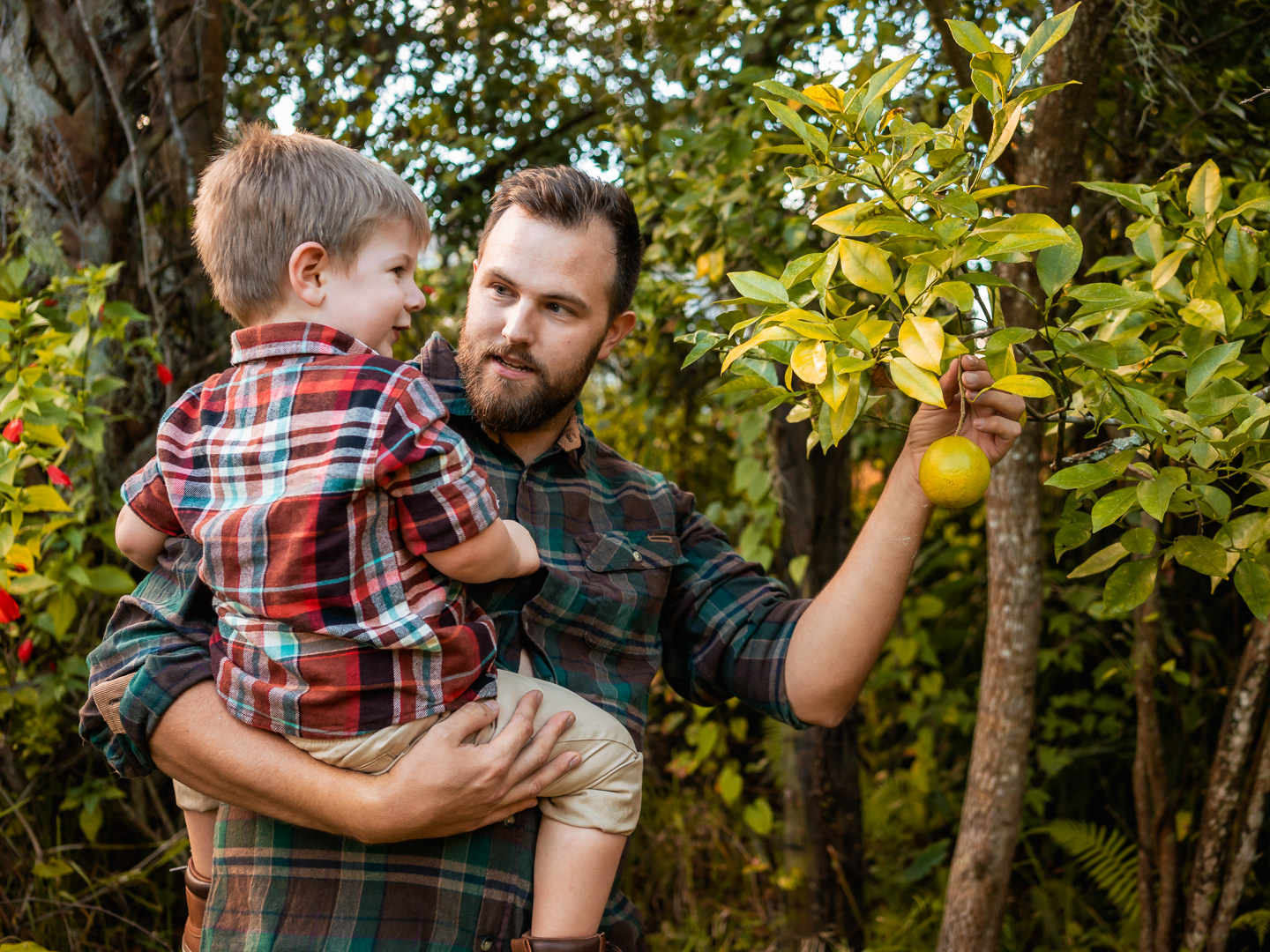 Candid father-and-son moment picking oranges from a tree during backyard family photo session in New Smyrna Beach.