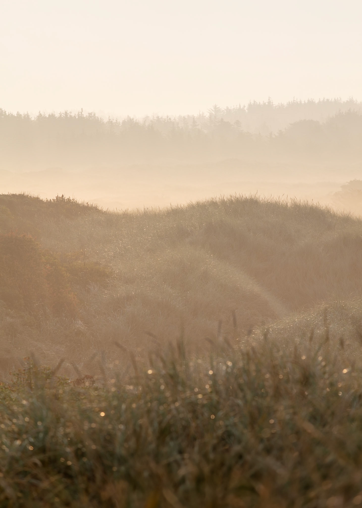 Dunes, Denmark | Martin Bay