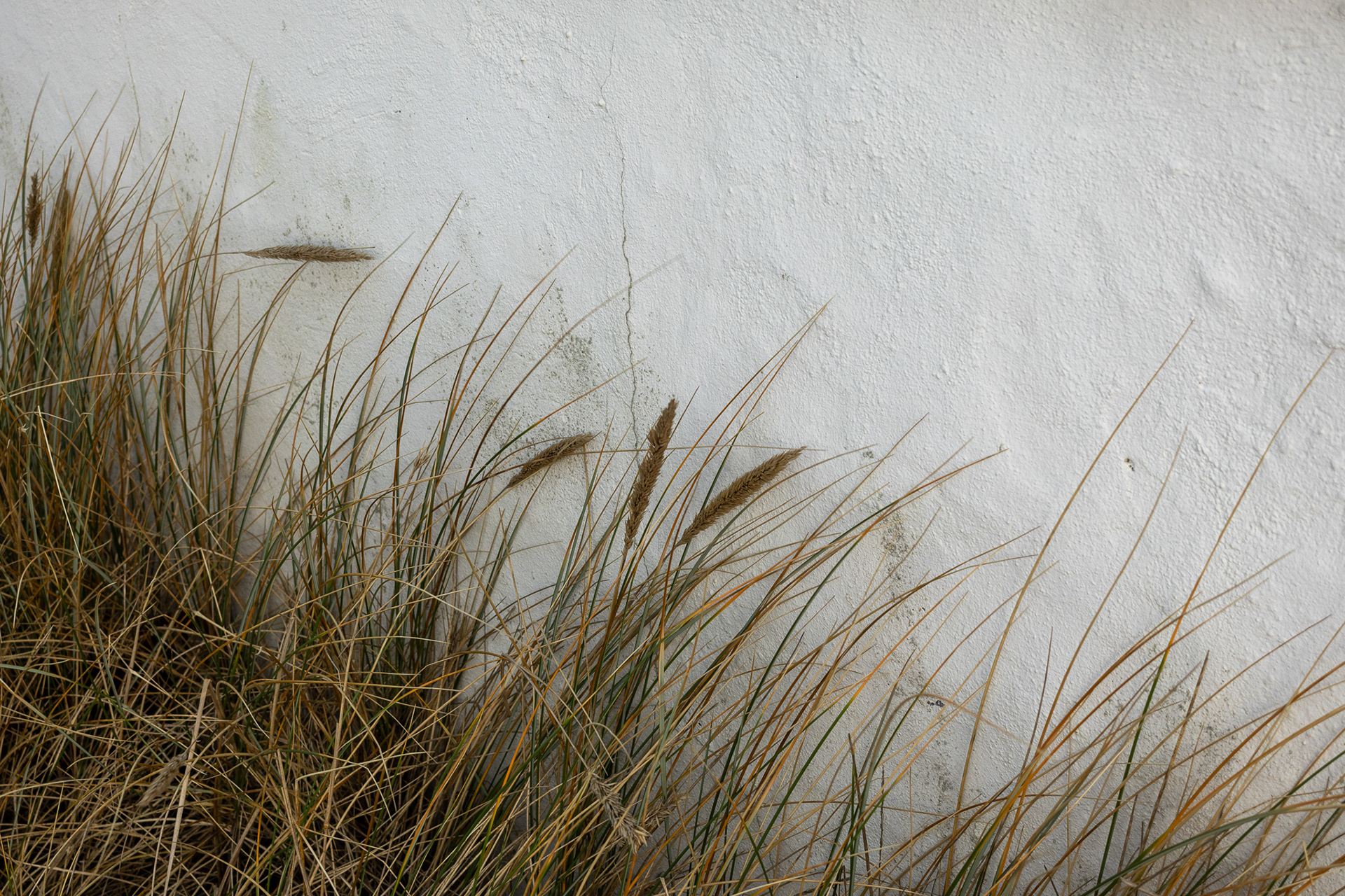 Grass against wall